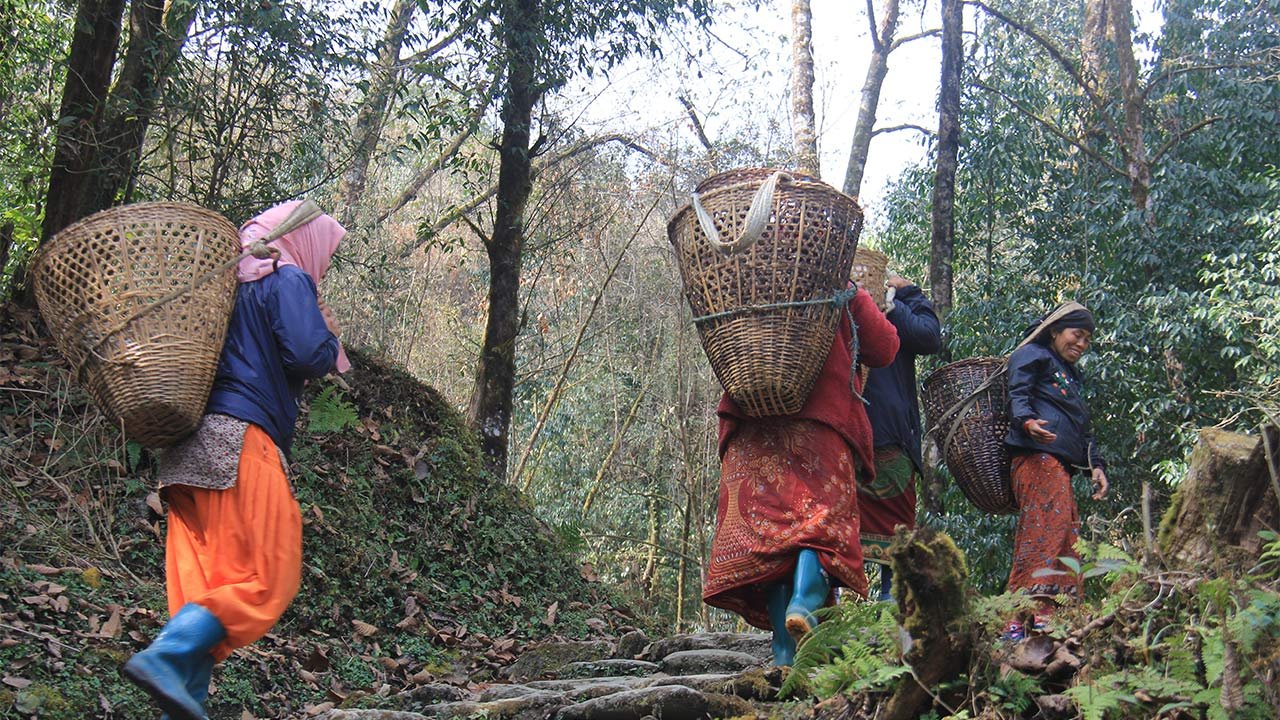Women carrying bamboo baskets to bring timber wood.